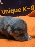 Male one Lucille , a male Catahoula Leopard Dog for sale in Childersburg, AL – 1 of 4