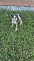Lucille #3, a male Catahoula Leopard Dog for sale in Childersburg, AL – 3 of 5