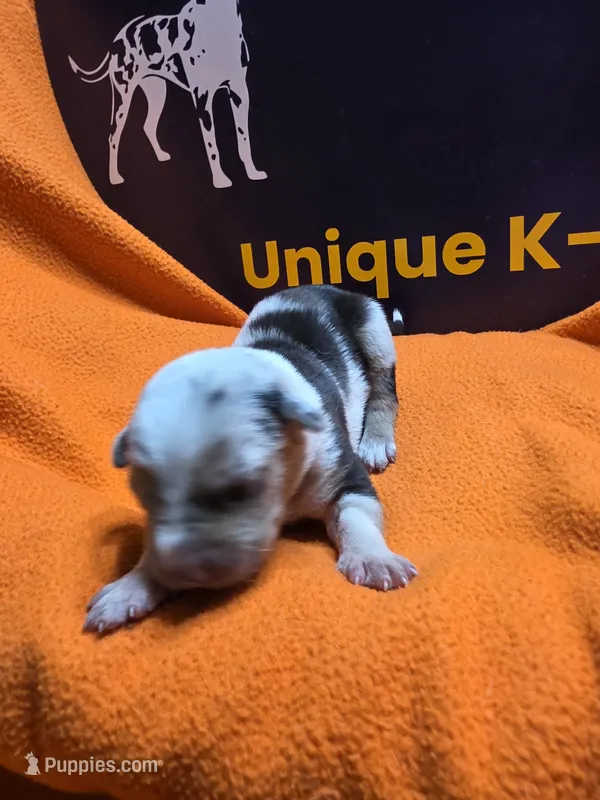 Female six Lucille  – Catahoula Leopard Dog puppy for sale in Childersburg, AL