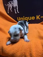 Female six Lucille , a female Catahoula Leopard Dog for sale in Childersburg, AL – 1 of 3