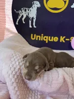 Female one Wilma , a female Catahoula Leopard Dog for sale in Childersburg, AL – Photo 3 of 4