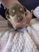 Female one Wilma , a female Catahoula Leopard Dog for sale in Childersburg, AL – Photo 2 of 4