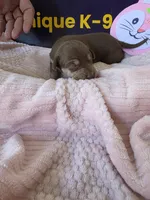 Female one Wilma , a female Catahoula Leopard Dog for sale in Childersburg, AL – Photo 1 of 4