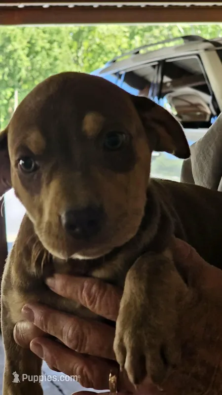 Female one Wilma  – Catahoula Leopard Dog puppy for sale in Childersburg, AL