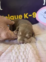 Female one Wilma , a female Catahoula Leopard Dog for sale in Childersburg, AL – Photo 4 of 4