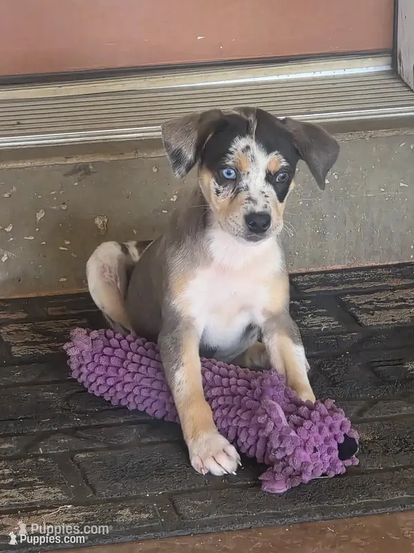 Female 8 Lucille  – Catahoula Leopard Dog puppy for sale in Childersburg, AL