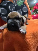 "Alvin", a male Rhodesian Ridgeback for sale in Childersburg, AL – 3 of 3