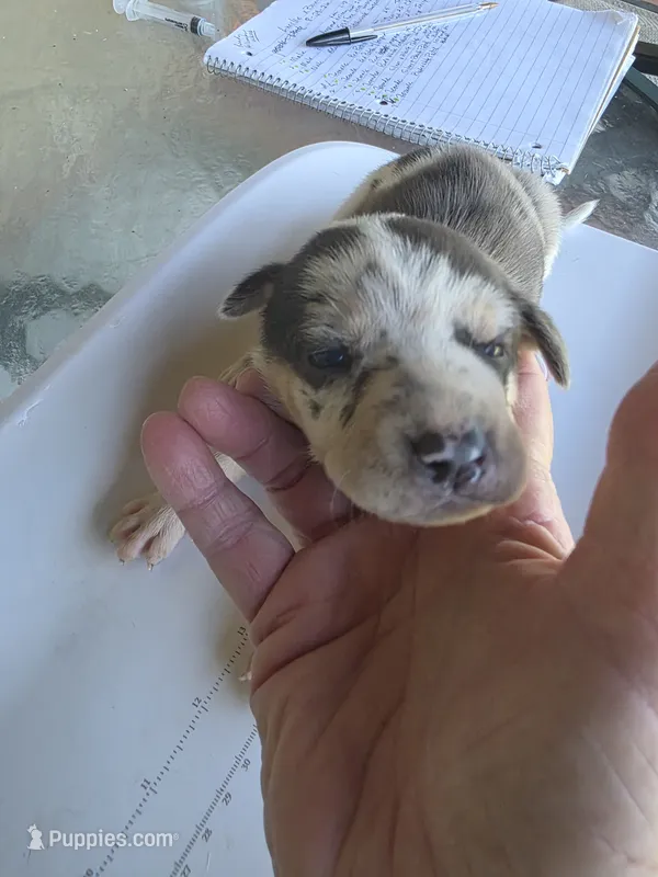 Female seven Lucille  – Catahoula Leopard Dog puppy for sale in Childersburg, AL