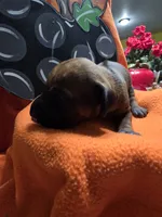 "Simon", a male Rhodesian Ridgeback for sale in Childersburg, AL – 2 of 3