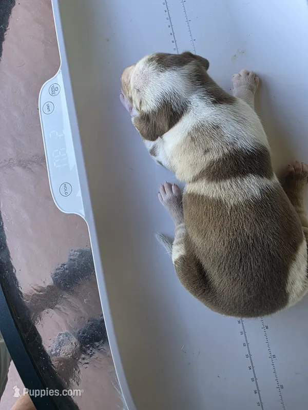 Female five Lucille  – Catahoula Leopard Dog puppy for sale in Childersburg, AL