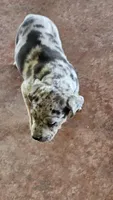 Maggie one, a male Catahoula Leopard Dog for sale in Childersburg, AL – 3 of 5