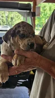 Maggie one, a male Catahoula Leopard Dog for sale in Childersburg, AL – 2 of 5