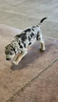 Maggie one, a male Catahoula Leopard Dog for sale in Childersburg, AL – 4 of 5