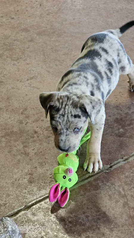 Maggie one, a male Catahoula Leopard Dog for sale in Childersburg, AL – 1 of 5