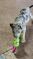 Maggie one, a male Catahoula Leopard Dog for sale in Childersburg, AL – 1 of 5
