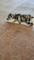 Maggie one, a male Catahoula Leopard Dog for sale in Childersburg, AL – 5 of 5