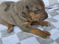 Loretta three , a male Catahoula Leopard Dog for sale in Childersburg, AL – 4 of 4