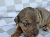 Loretta three , a male Catahoula Leopard Dog for sale in Childersburg, AL – 3 of 4