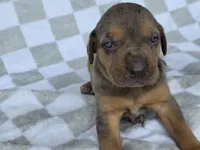Loretta five, a male Catahoula Leopard Dog for sale in Childersburg, AL – 4 of 4