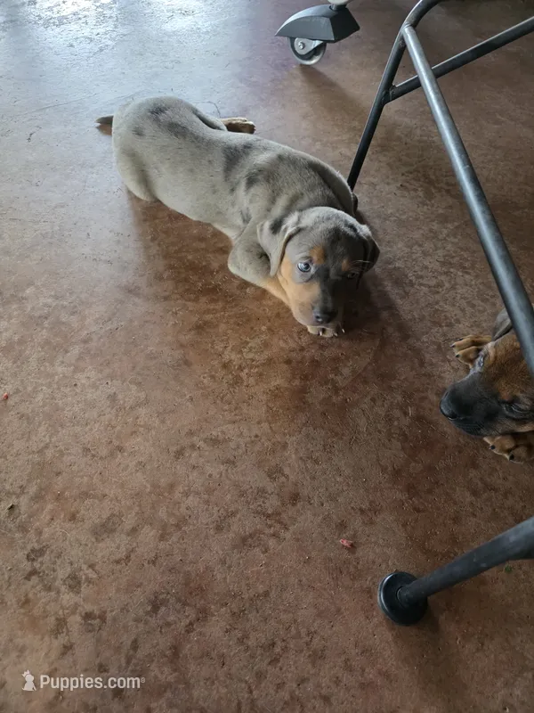 Rip – Catahoula Leopard Dog puppy for sale in Childersburg, AL
