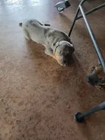 Rip, a male Catahoula Leopard Dog for sale in Childersburg, AL – 1 of 9