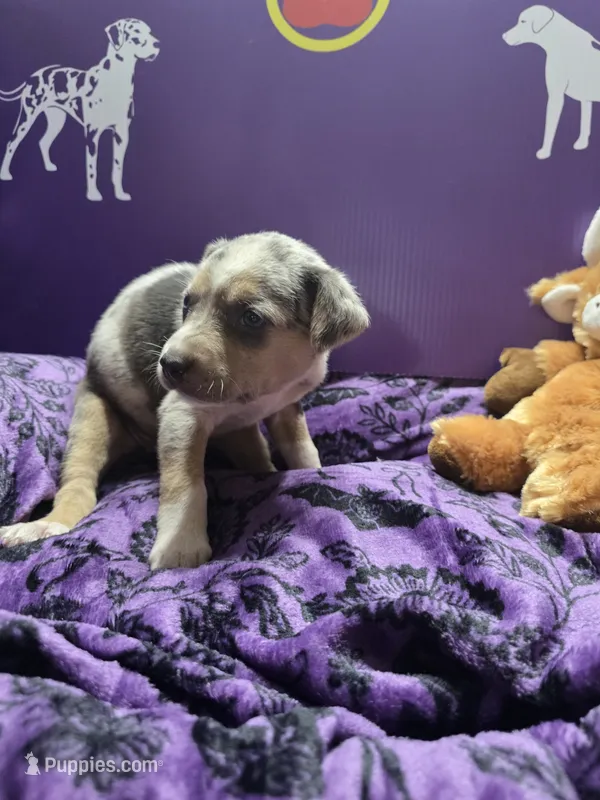 Female five Lucille  – Catahoula Leopard Dog puppy for sale in Childersburg, AL