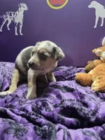 Female five Lucille , a female Catahoula Leopard Dog for sale in Childersburg, AL – 1 of 4