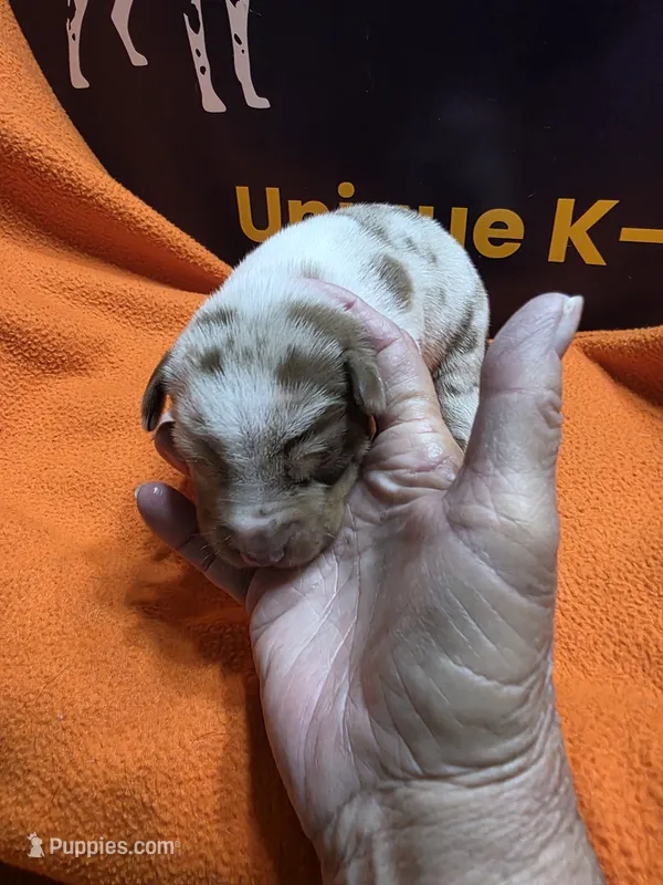 Female four Lucille  – Catahoula Leopard Dog puppy for sale in Childersburg, AL