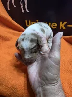 Female four Lucille , a female Catahoula Leopard Dog for sale in Childersburg, AL – 1 of 4