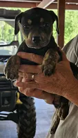 Maggie four, a female Catahoula Leopard Dog for sale in Childersburg, AL – 2 of 3