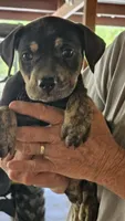 Maggie four, a female Catahoula Leopard Dog for sale in Childersburg, AL – 1 of 3