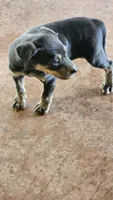 Maggie four, a female Catahoula Leopard Dog for sale in Childersburg, AL – 3 of 3