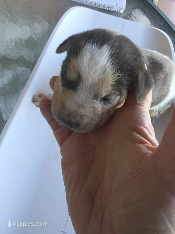 Female 8 Lucille  – Catahoula Leopard Dog puppy for sale in Childersburg, AL