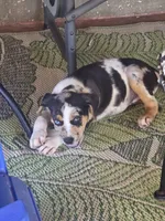 Lucille #3, a male Catahoula Leopard Dog for sale in Childersburg, AL – 5 of 5