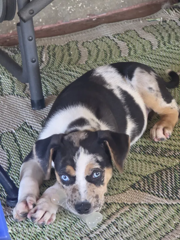 Lucille #3 – Catahoula Leopard Dog puppy for sale in Childersburg, AL