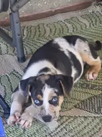 Lucille #3, a male Catahoula Leopard Dog for sale in Childersburg, AL – 1 of 5
