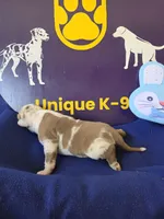 Male three Wilma , a male Catahoula Leopard Dog for sale in Childersburg, AL – Photo 4 of 4