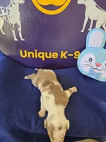 Male three Wilma , a male Catahoula Leopard Dog for sale in Childersburg, AL – Photo 3 of 4