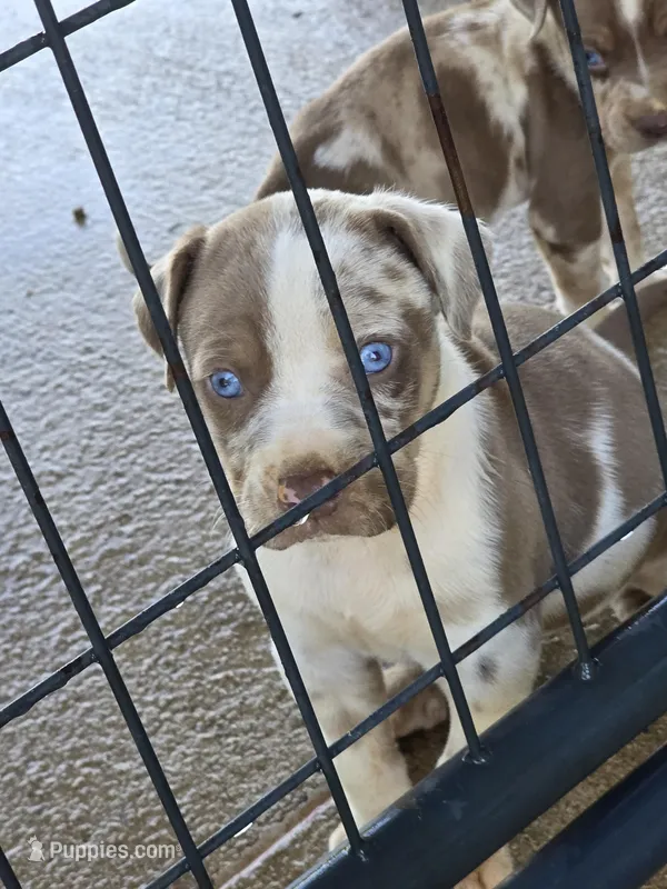 Male three Wilma  – Catahoula Leopard Dog puppy for sale in Childersburg, AL