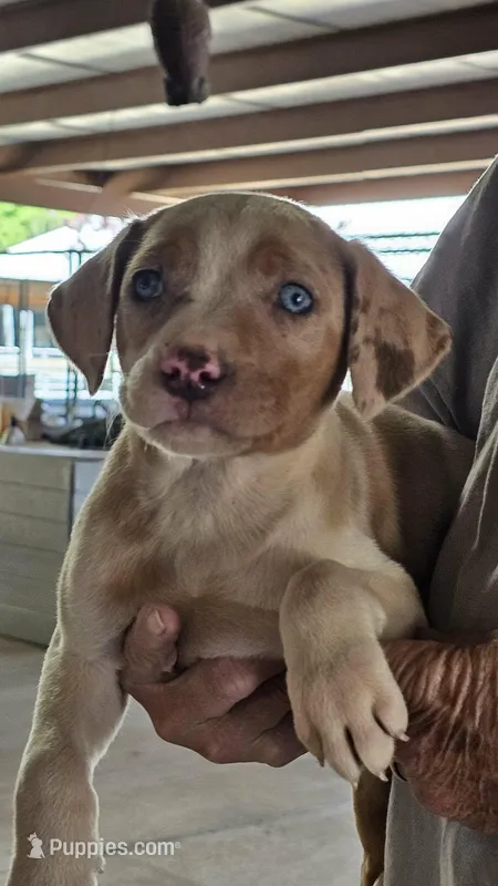 Male three Wilma  – Catahoula Leopard Dog puppy for sale in Childersburg, AL