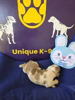 Male three Wilma , a male Catahoula Leopard Dog for sale in Childersburg, AL – Photo 1 of 4