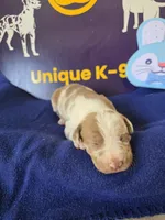 Male three Wilma , a male Catahoula Leopard Dog for sale in Childersburg, AL – Photo 2 of 4