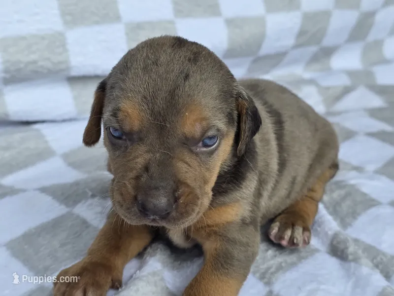 Loretta three  – Catahoula Leopard Dog puppy for sale in Childersburg, AL