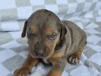 Loretta three , a male Catahoula Leopard Dog for sale in Childersburg, AL – 1 of 4