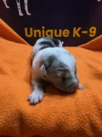 Female six Lucille , a female Catahoula Leopard Dog for sale in Childersburg, AL – 3 of 3