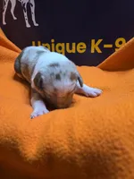 Female four Lucille , a female Catahoula Leopard Dog for sale in Childersburg, AL – 4 of 4