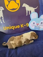 Male one Wilma , a male Catahoula Leopard Dog for sale in Childersburg, AL – Photo 3 of 4