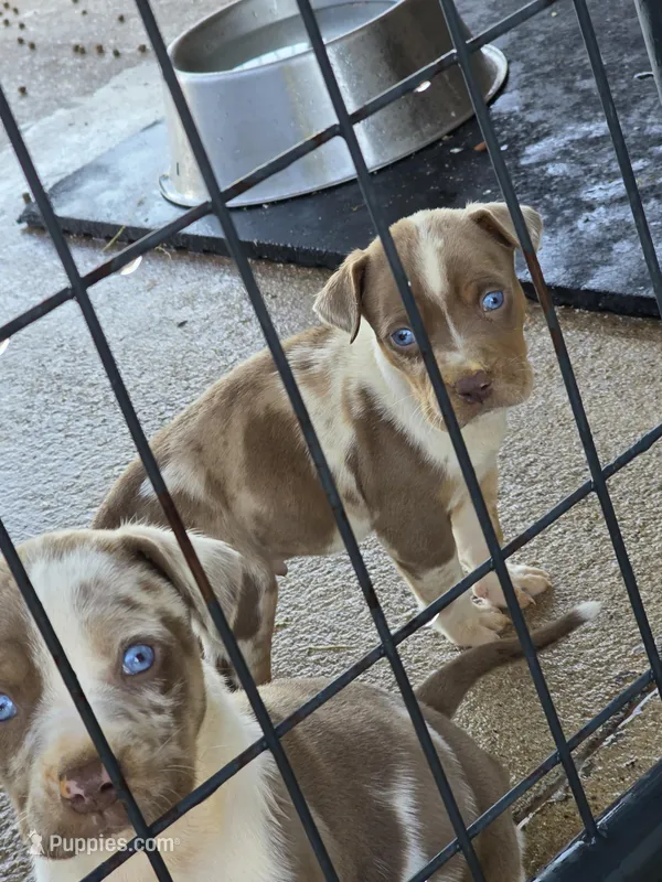 Male one Wilma  – Catahoula Leopard Dog puppy for sale in Childersburg, AL