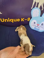 Male one Wilma , a male Catahoula Leopard Dog for sale in Childersburg, AL – Photo 4 of 4