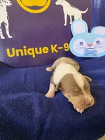 Male one Wilma , a male Catahoula Leopard Dog for sale in Childersburg, AL – Photo 1 of 4